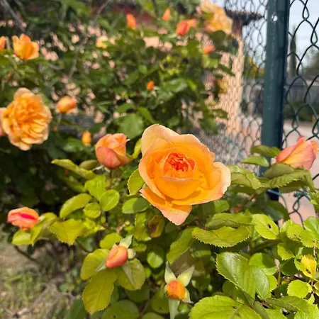 Fiore * Cerreto di Spoleto