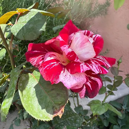 Fiore * Cerreto di Spoleto
