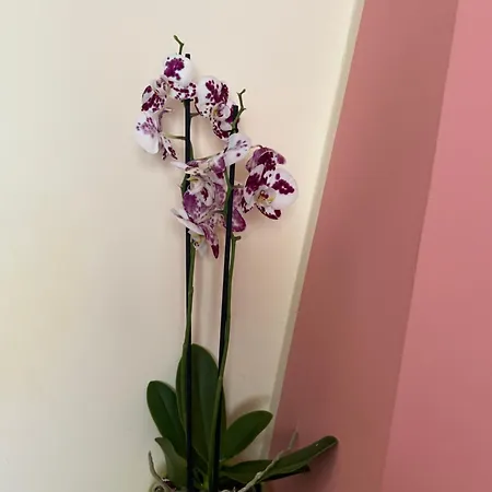 Apartment Fiore *