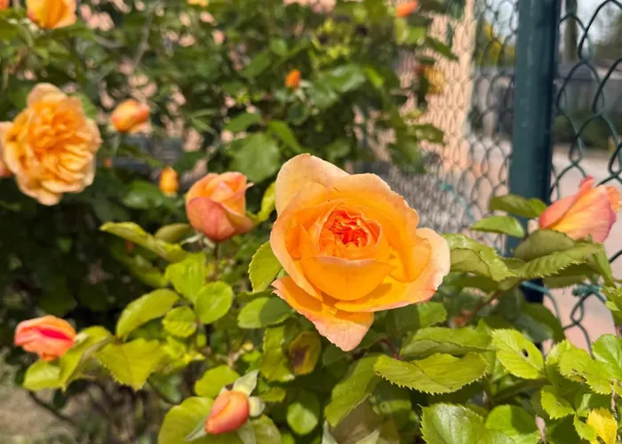 Fiore * Cerreto di Spoleto